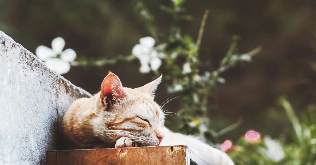 Orange Tabby cat lying on gray concrete bench below pink and white flowers.